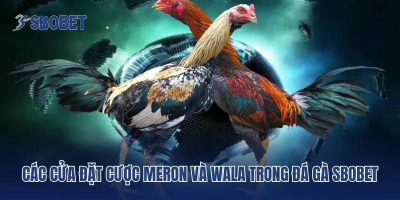 Các cửa đặt cược Meron và Wala trong đá gà Sbobet