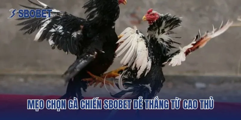 Mẹo chọn gà chiến Sbobet dễ thắng từ cao thủ