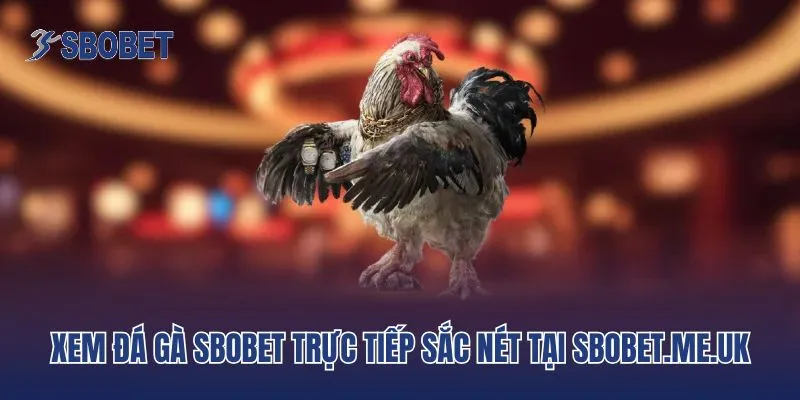 Xem đá gà Sbobet trực tiếp sắc nét tại sbobet.me.uk